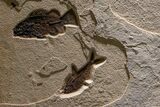 Museum-Quality Green River Fossil Fish Triptych #369070-8